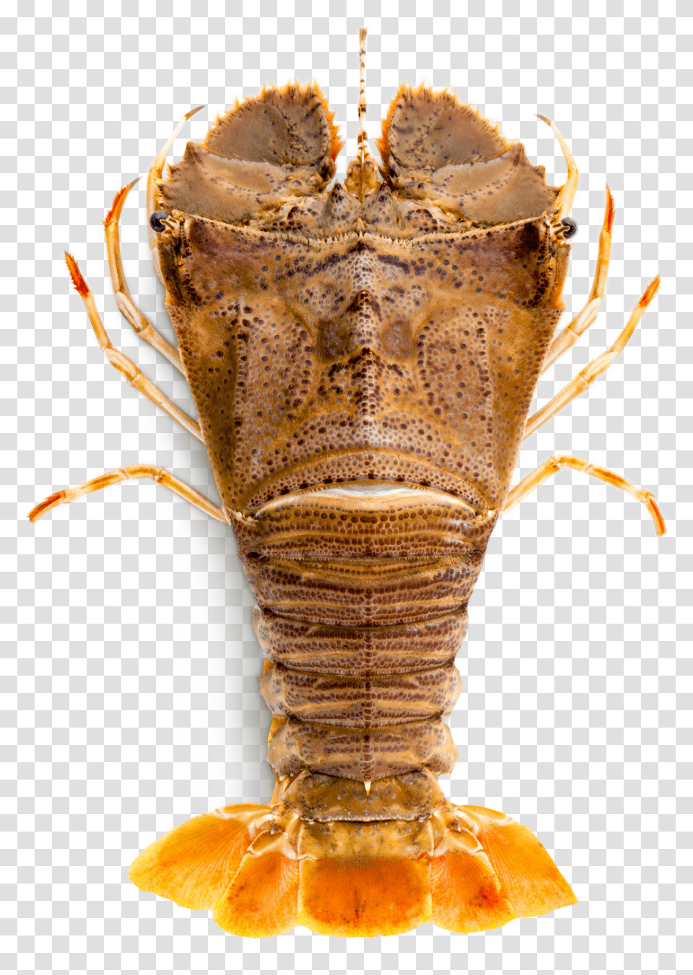 Slipper Lobster, Seafood, Sea Life, Animal, Crawdad Transparent Png