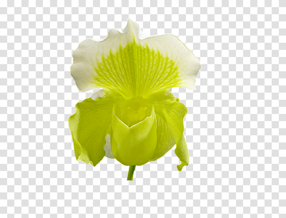 Slipper Orchid 960, Flower, Plant, Blossom, Petal Transparent Png