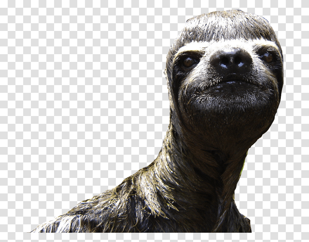 Sloth Animal Desktop Wallpaper Funny Sloth, Wildlife, Three-Toed Sloth, Mammal, Dog Transparent Png
