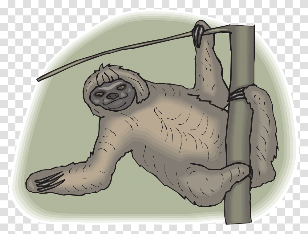 Sloth, Animal, Wildlife, Mammal, Three-Toed Sloth Transparent Png