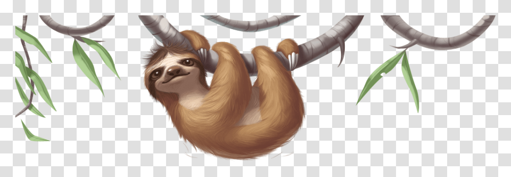 Sloth, Animals, Mammal, Wildlife, Person Transparent Png