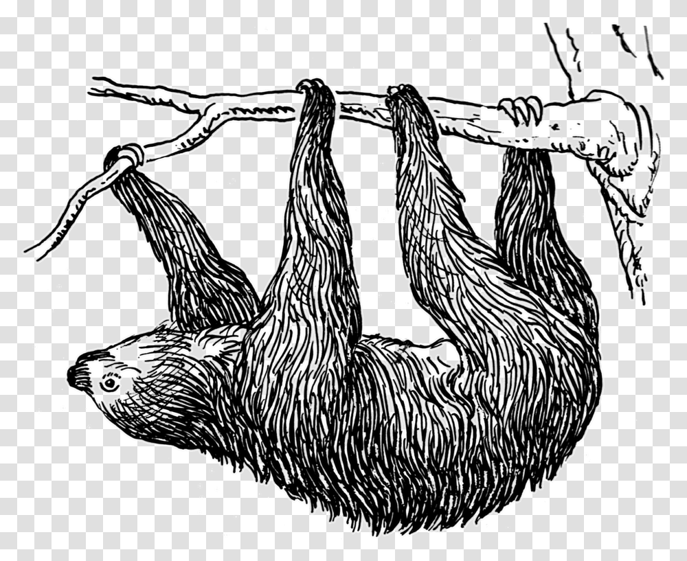 Sloth, Animals, Three-Toed Sloth, Wildlife, Mammal Transparent Png
