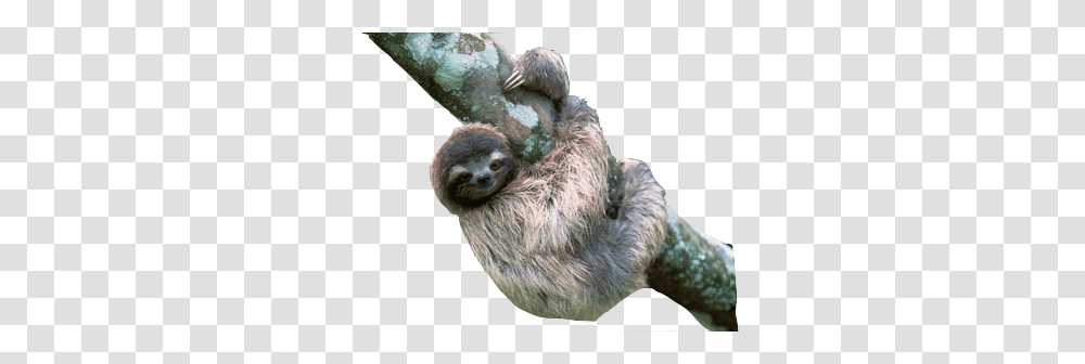 Sloth, Animals, Three-Toed Sloth, Wildlife, Mammal Transparent Png
