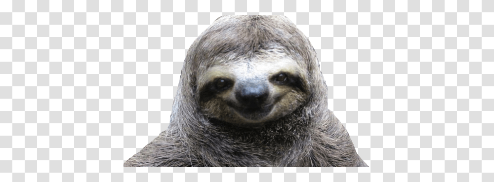 Sloth, Animals, Wildlife, Dog, Pet Transparent Png