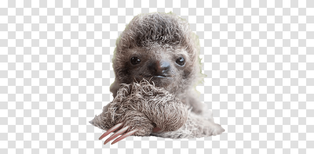 Sloth, Animals, Wildlife, Mammal, Three-Toed Sloth Transparent Png