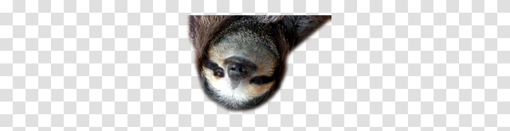 Sloth, Animals, Wildlife, Mammal, Three-Toed Sloth Transparent Png