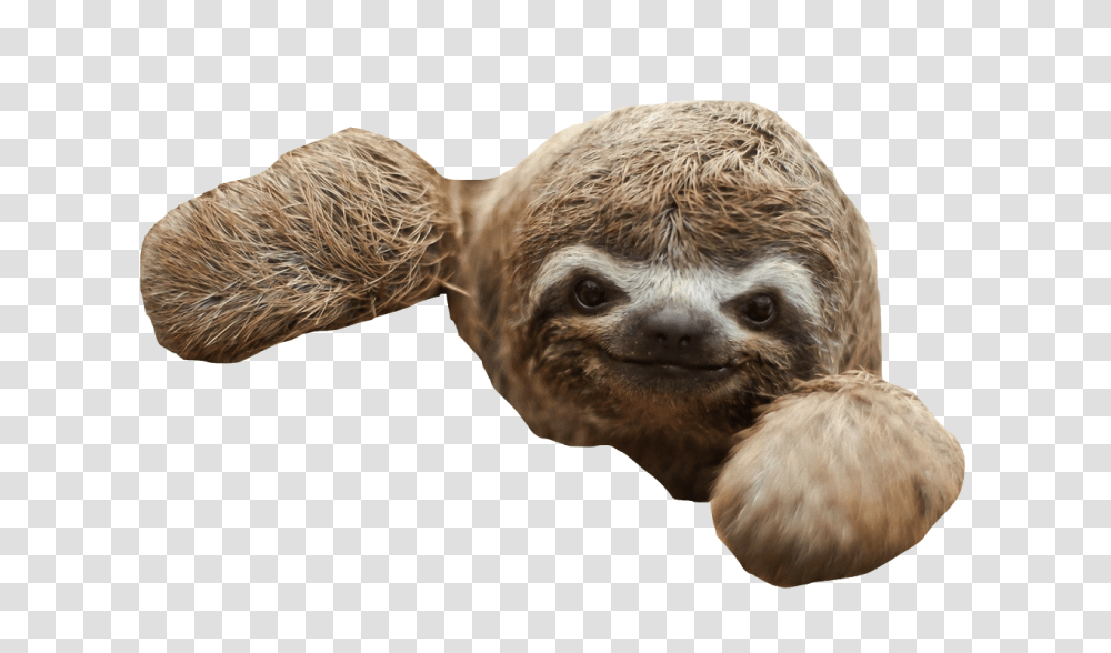 Sloth, Animals, Wildlife, Mammal, Three-Toed Sloth Transparent Png