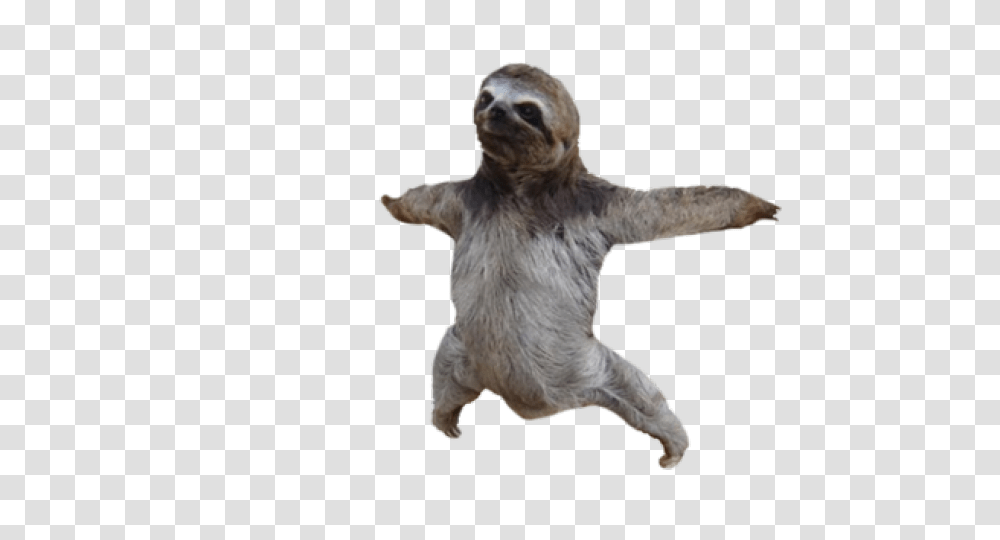 Sloth, Animals, Wildlife, Three-Toed Sloth, Mammal Transparent Png