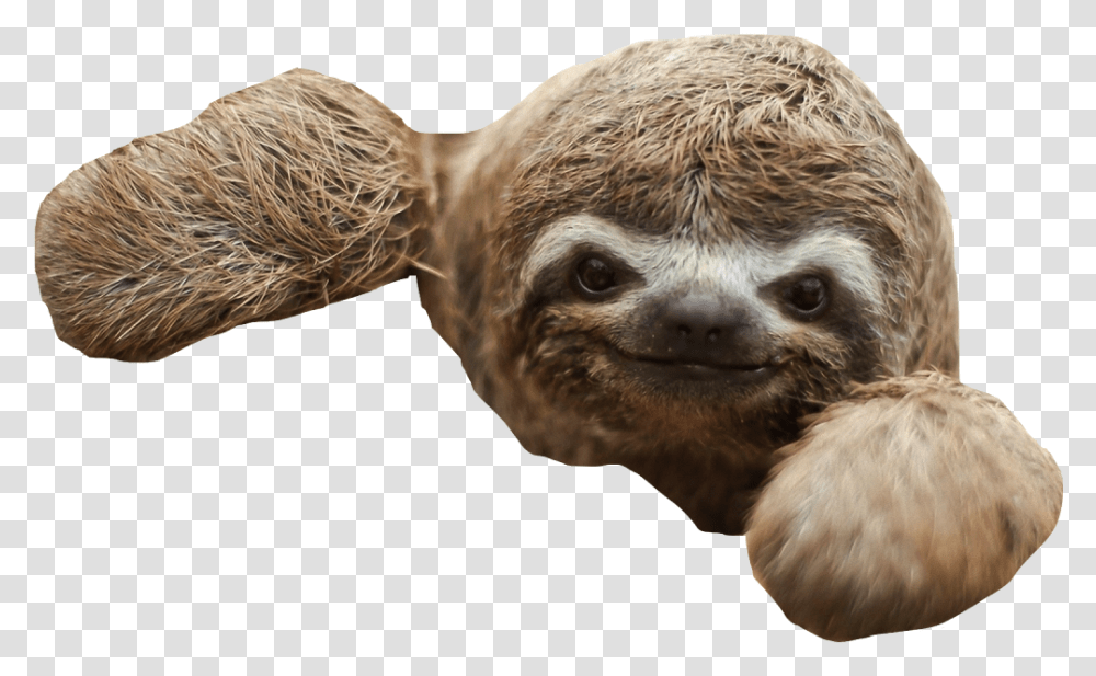 Sloth Baby Sloth, Mammal, Animal, Wildlife, Three-Toed Sloth Transparent Png