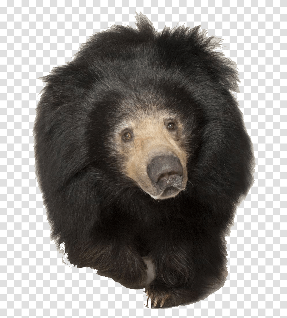 Sloth Bear Image Tired Sloth Bear, Wildlife, Mammal, Animal, Black Bear Transparent Png