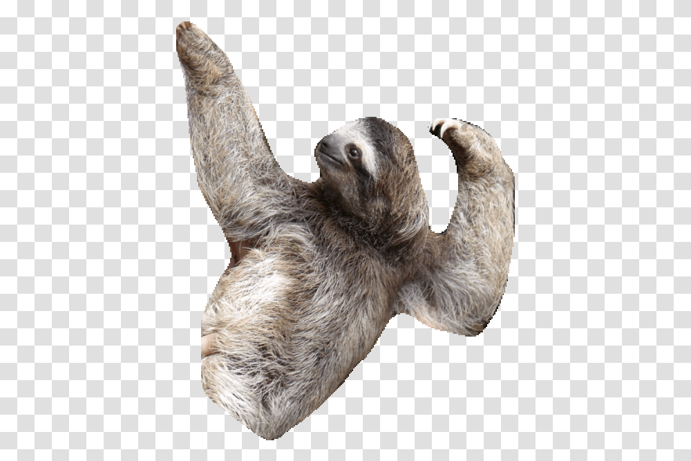 Sloth Clipart Sloth Gif No Background, Wildlife, Animal, Three-Toed Sloth, Mammal Transparent Png