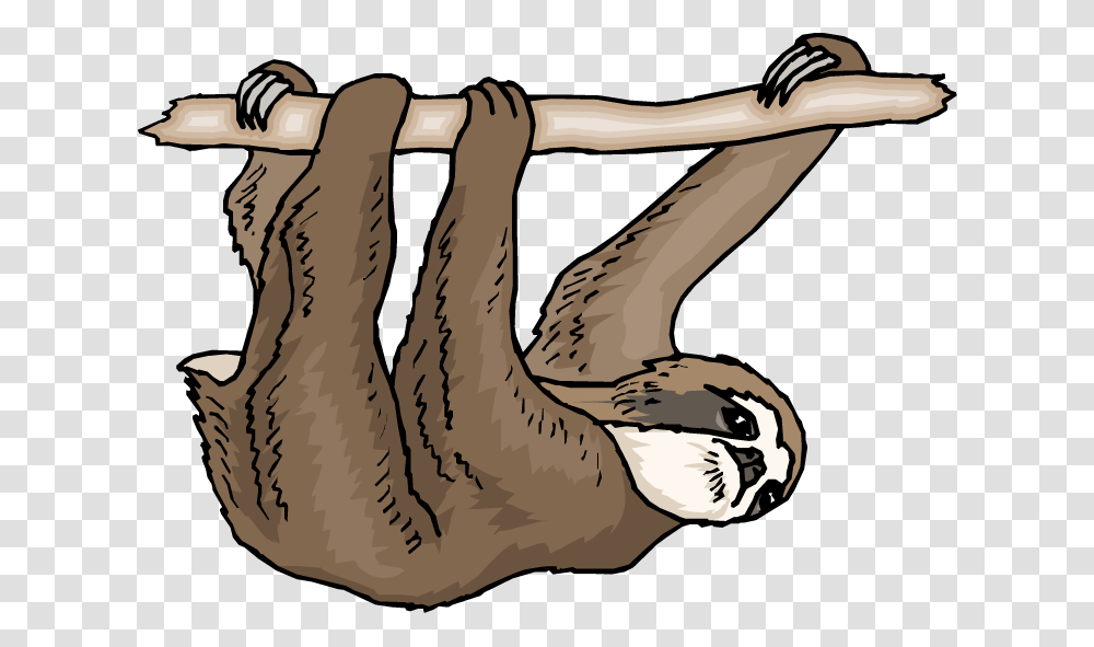 Sloth Clipart, Skin, Animal, Wildlife Transparent Png