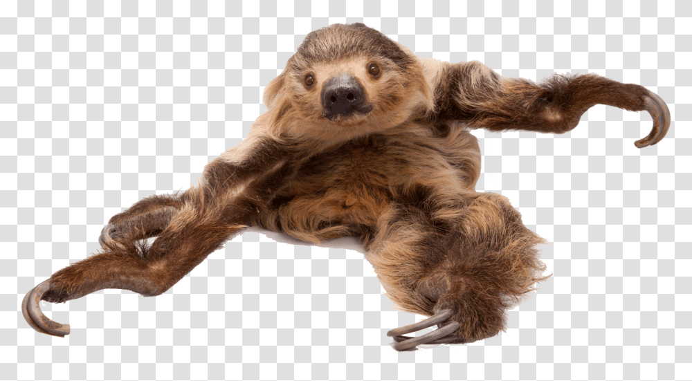Sloth Free Image Download Three Toed Sloth, Wildlife, Animal, Mammal, Three-Toed Sloth Transparent Png