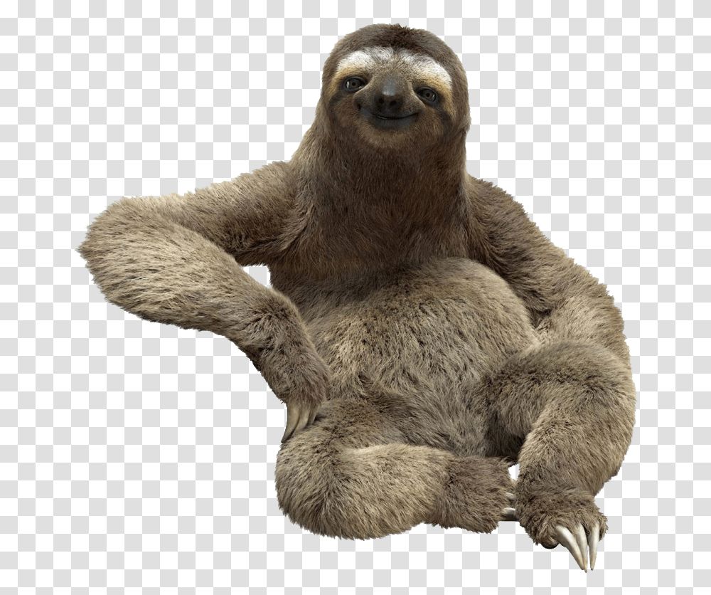 Sloth Image Download Sloth, Mammal, Animal, Sea Life, Wildlife Transparent Png