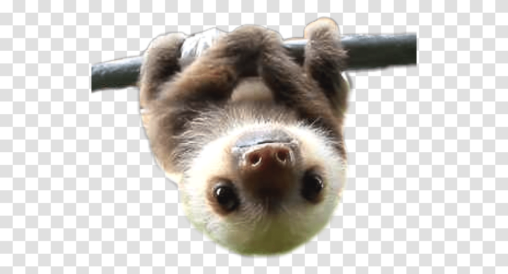 Sloth Images Sloth, Mammal, Animal, Three-Toed Sloth, Wildlife Transparent Png