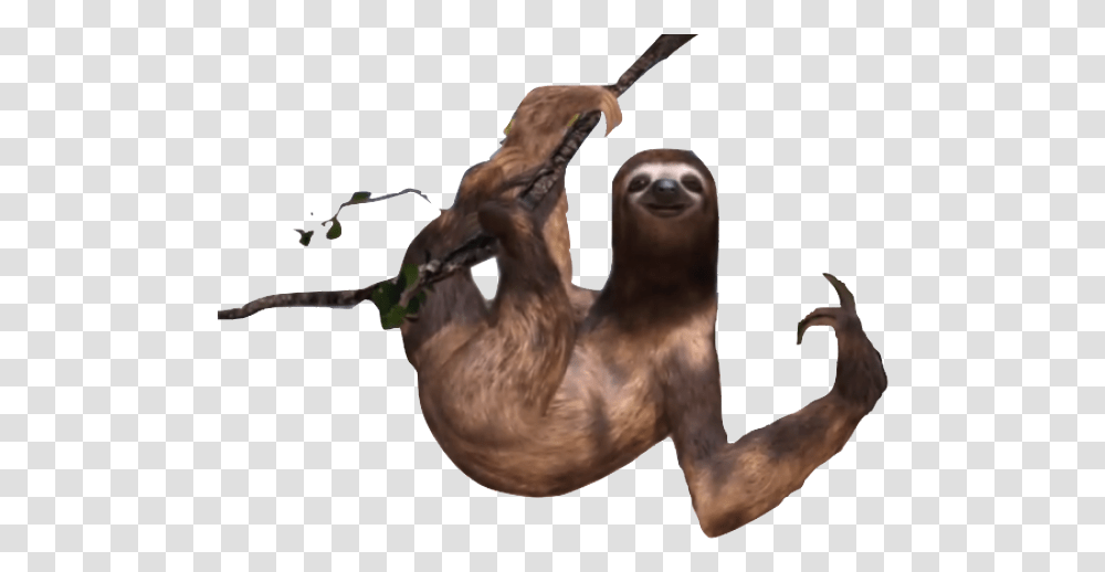 Sloth Images Sloth, Wildlife, Animal, Mammal, Person Transparent Png