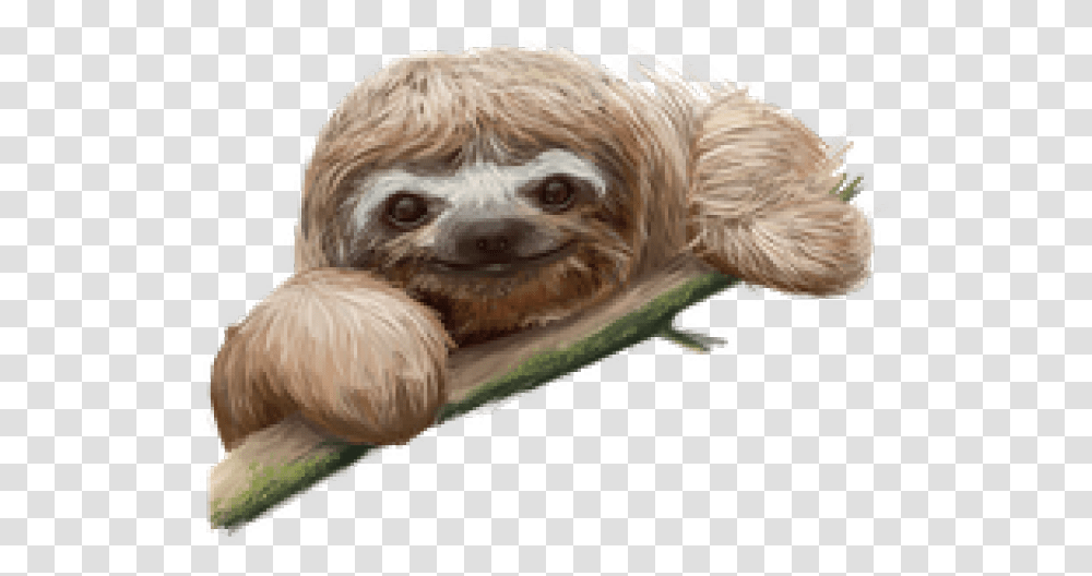 Sloth Images Sloth, Wildlife, Animal, Mammal, Three-Toed Sloth Transparent Png