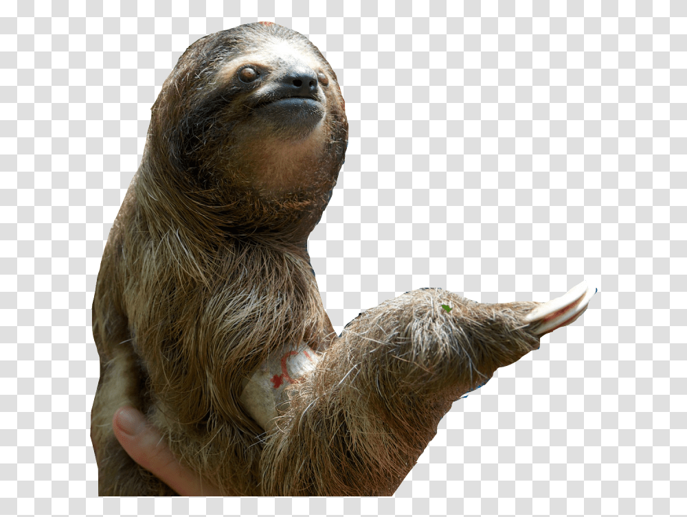 Sloth Pic Sloth, Mammal, Animal, Bird, Three-Toed Sloth Transparent Png