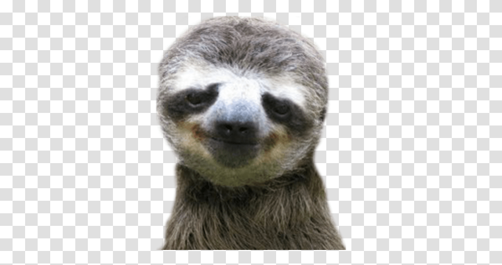 Sloth Smile, Wildlife, Animal, Three-Toed Sloth, Mammal Transparent Png