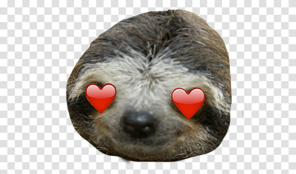 Sloth, Snout, Sweets, Mammal, Animal Transparent Png