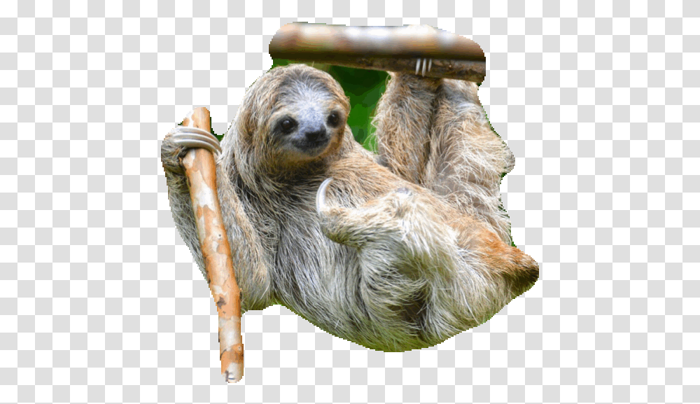 Sloth Sticker Gif Gfycat Sloth Animated Gif, Wildlife, Animal, Mammal, Three-Toed Sloth Transparent Png