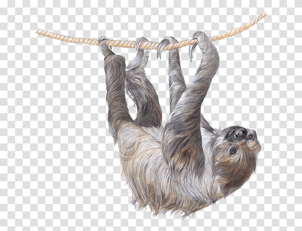 Sloth, Wildlife, Animal, Antelope, Mammal Transparent Png