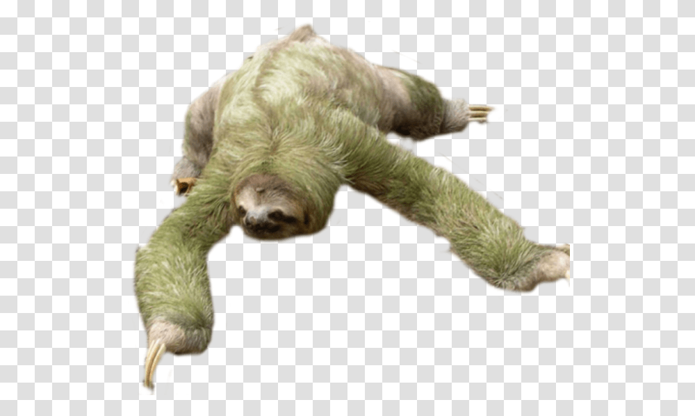Sloth, Wildlife, Mammal, Animal, Three-Toed Sloth Transparent Png