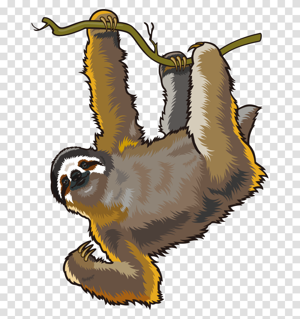 Sloth With No Background, Chicken, Poultry, Fowl, Bird Transparent Png