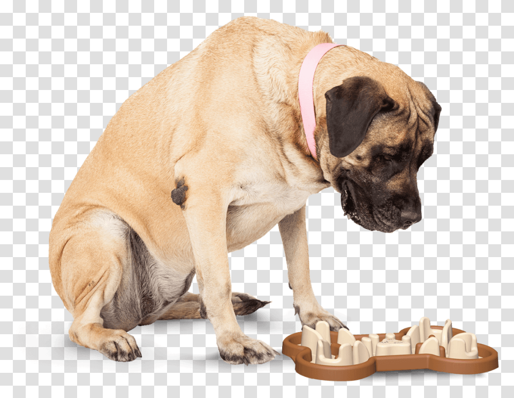 Slow Feeding Dog Bowl To Slow Eating Dog Looking Down At Cat, Pet, Canine, Animal, Mammal Transparent Png