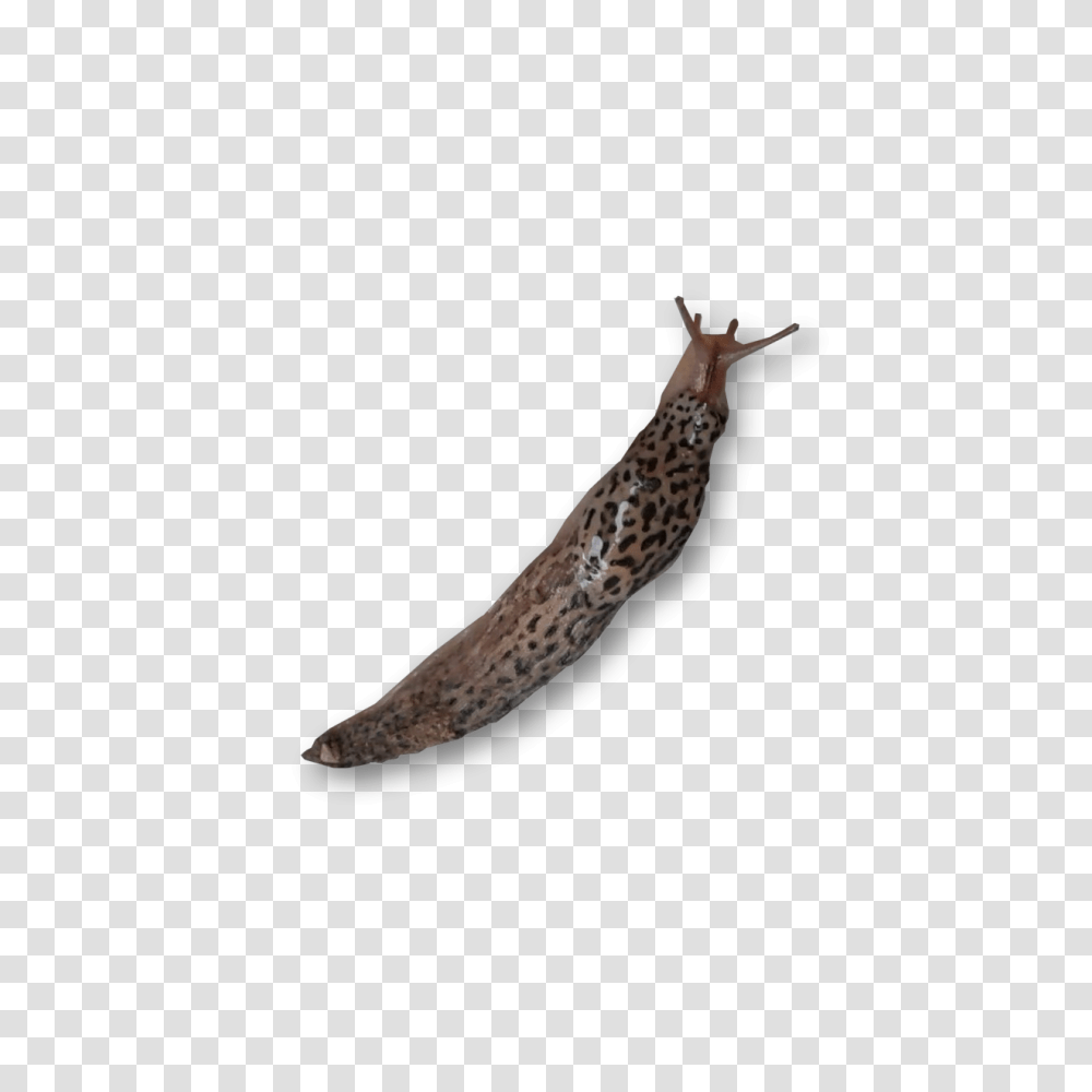 Slug, Insect, Animal, Invertebrate, Bird Transparent Png