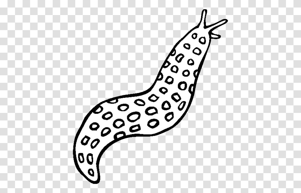 Slug, Insect, Animal, Invertebrate, Eel Transparent Png