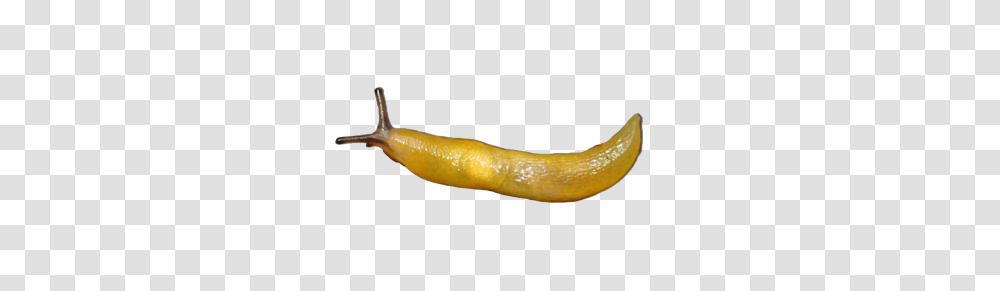 Slug, Insect, Banana, Fruit, Plant Transparent Png