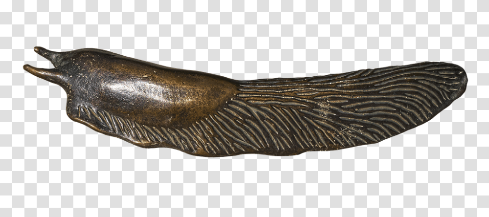 Slug, Insect, Fish, Animal, Mammal Transparent Png