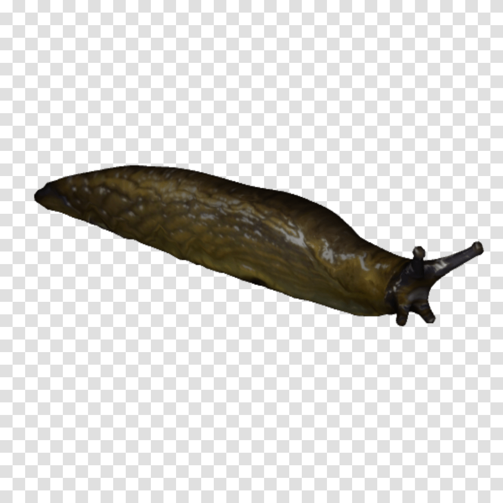 Slug, Insect, Invertebrate, Animal, Fish Transparent Png