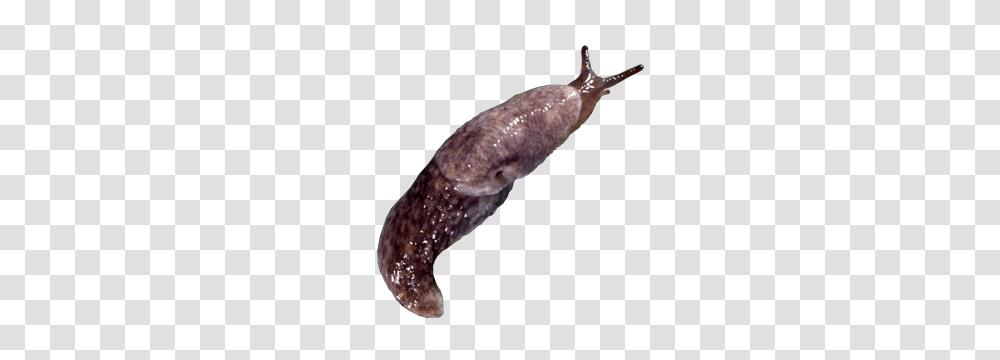 Slug, Insect, Invertebrate, Animal, Snail Transparent Png