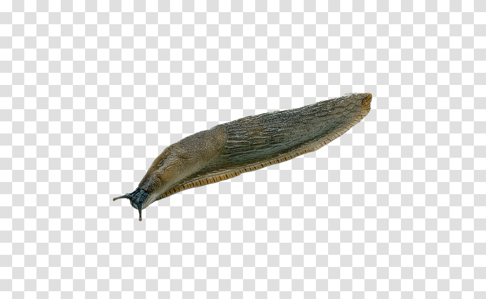 Slug, Insect, Invertebrate, Animal Transparent Png