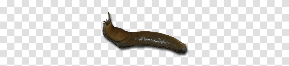 Slug, Insect, Invertebrate, Animal Transparent Png