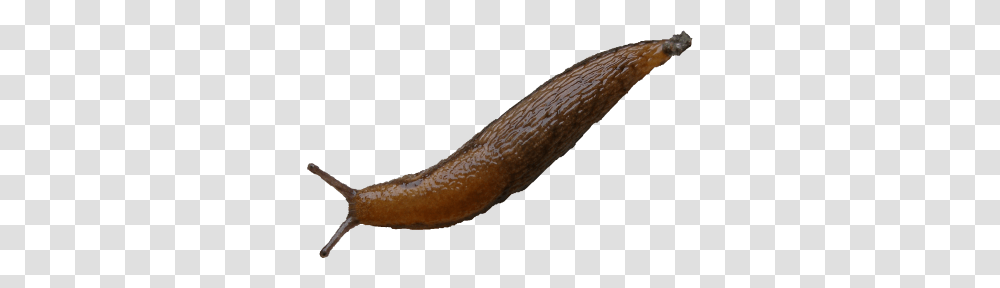 Slug, Insect, Invertebrate, Animal Transparent Png