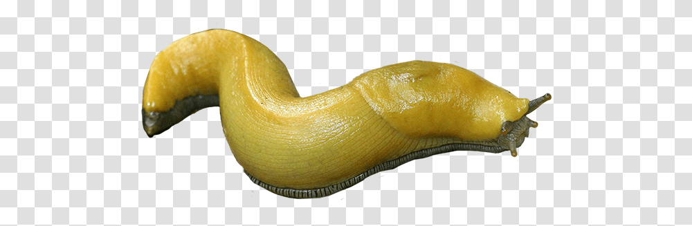 Slug, Insect, Snake, Reptile, Animal Transparent Png