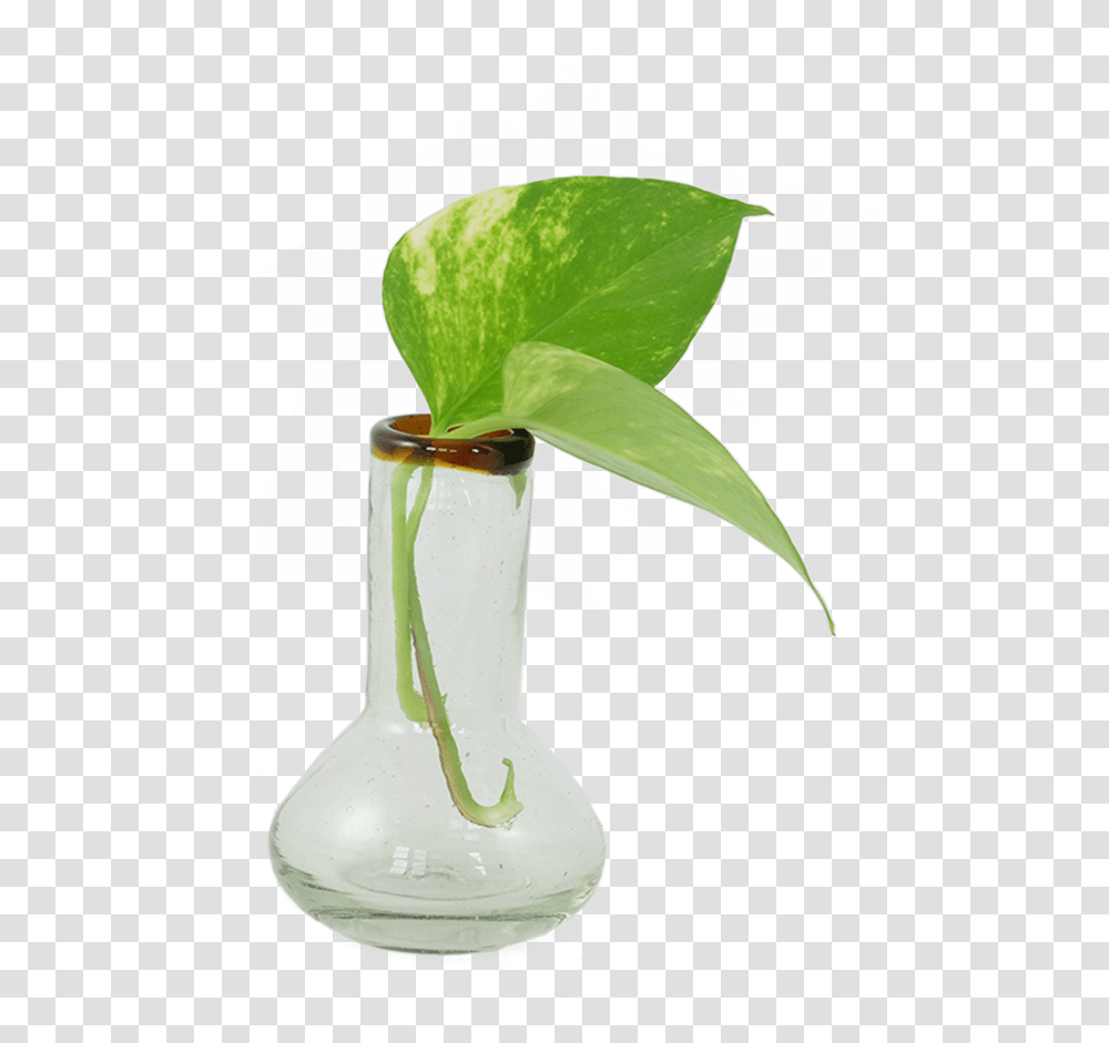 Small Amber Rim Bulb VaseClass Lazyload Lazyload Vase, Jar, Pottery, Plant, Potted Plant Transparent Png