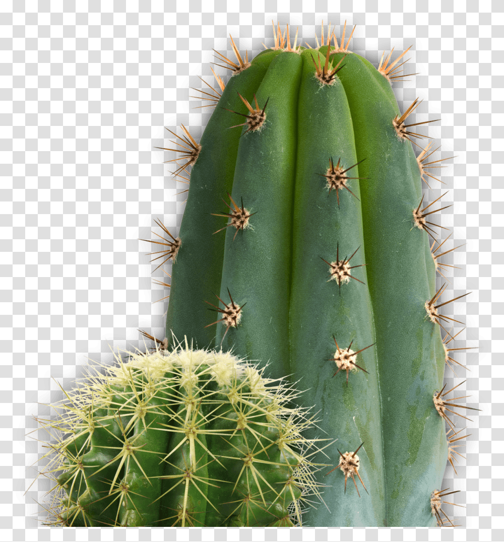 Small And Large Cactus Being Negative Only Makes A Journey More Difficult, Plant, Insect, Invertebrate, Animal Transparent Png