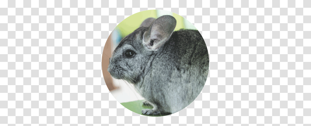 Small Animals Moulton Pet Stores Chinchilla, Mammal, Rodent, Dog, Canine Transparent Png