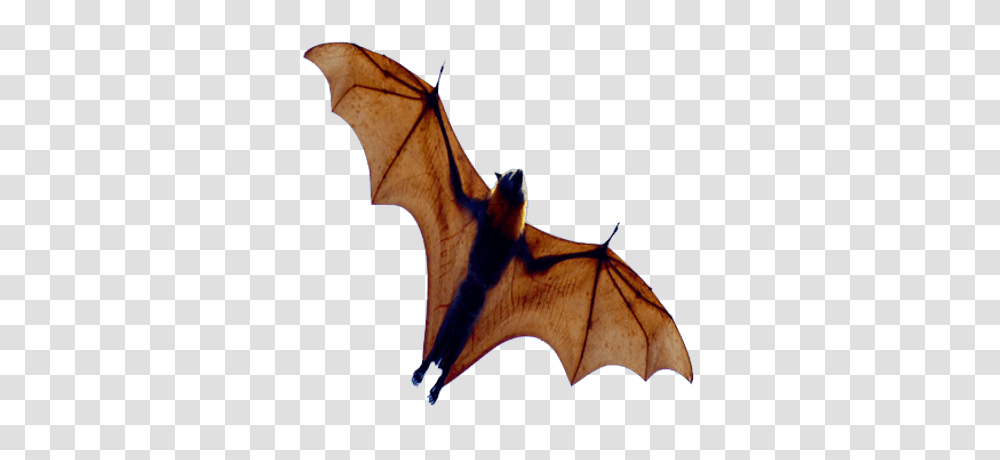 Small Bat Open Wings, Wildlife, Animal, Mammal, Horse Transparent Png