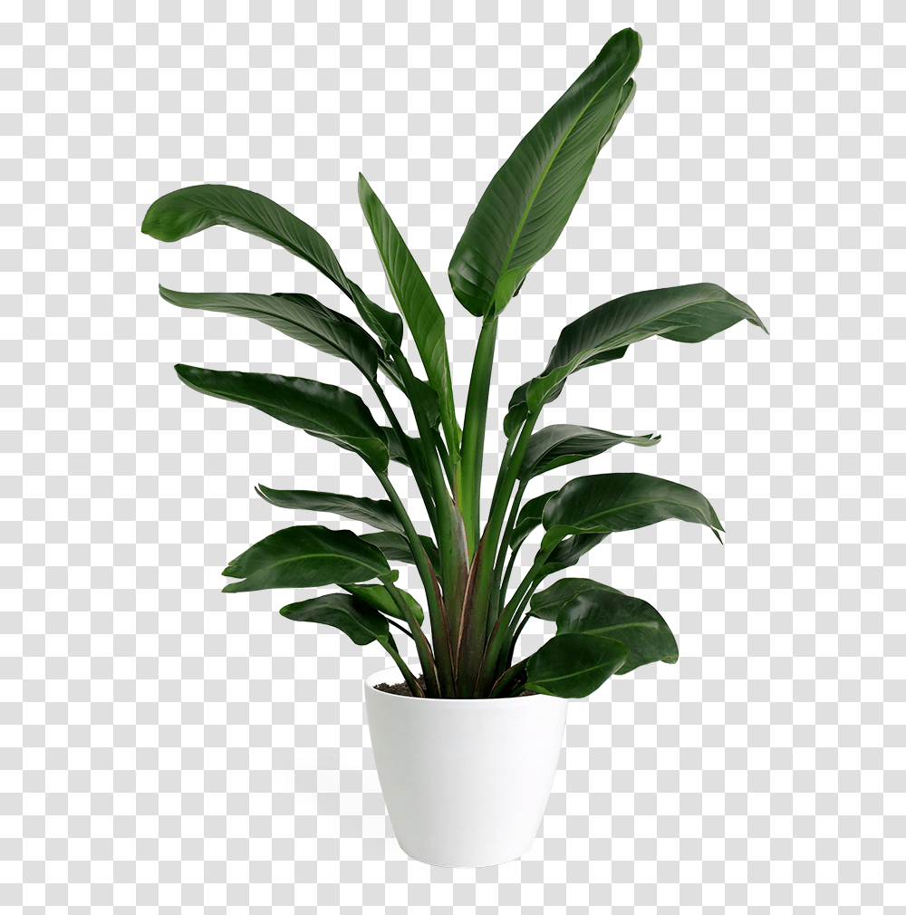 Small Bird Of Paradise Plant, Leaf, Palm Tree, Arecaceae Transparent Png