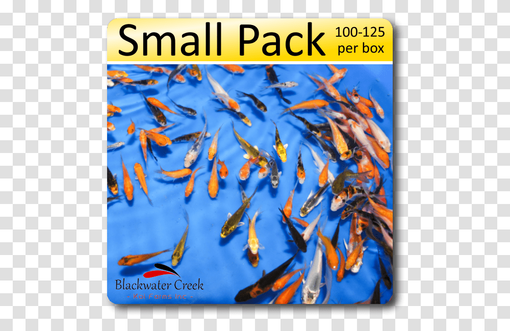 Small Black And Orange Fish, Koi, Carp, Animal, Goldfish Transparent Png