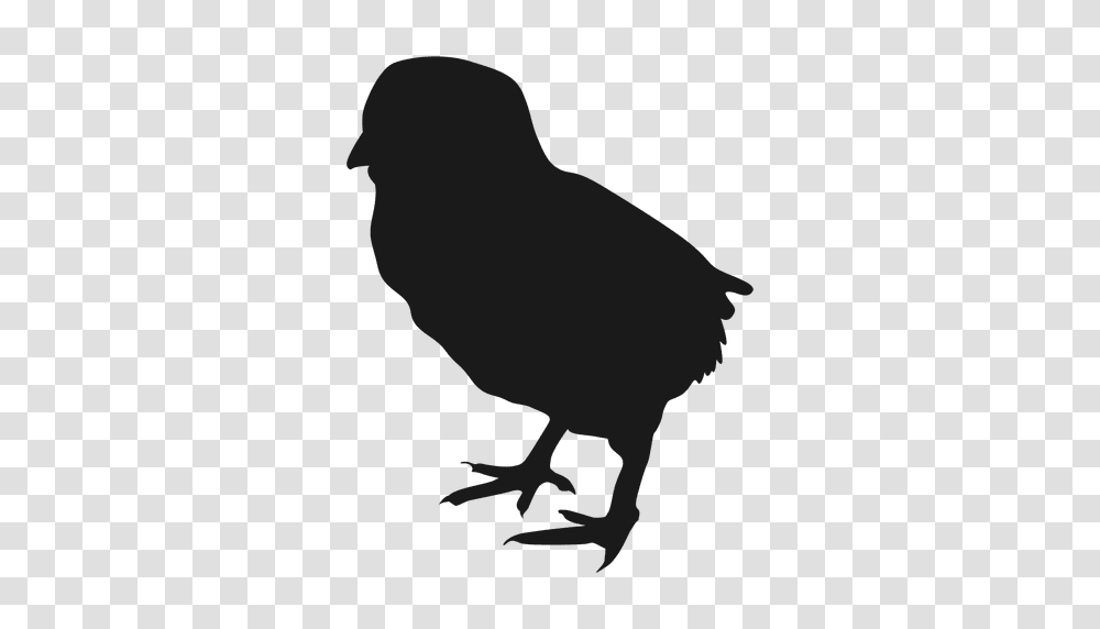 Small Chicken Silhouette, Bird, Animal, Blackbird, Agelaius Transparent Png