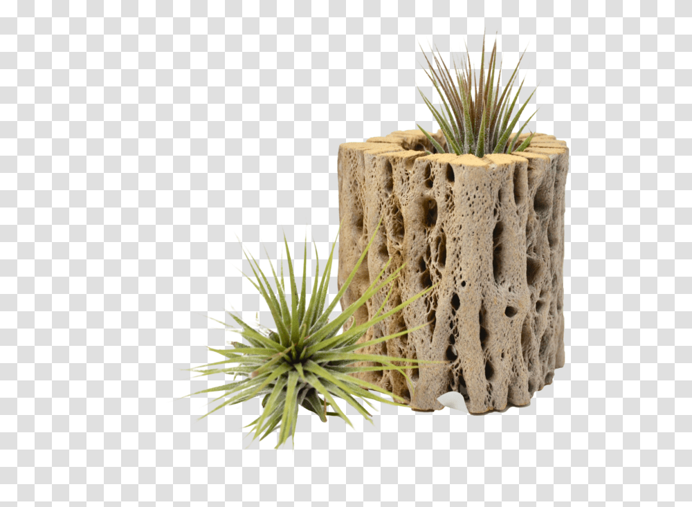 Small Cholla Wood Air Plant Holder Grass, Pineapple, Tree Stump, Jar, Pottery Transparent Png