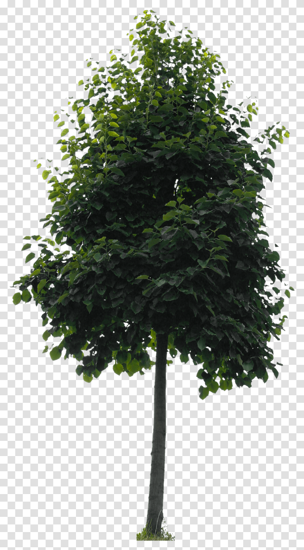 Small City Tree Free Cut Out People Trees And Leaves, Plant, Fir, Tree Trunk, Conifer Transparent Png
