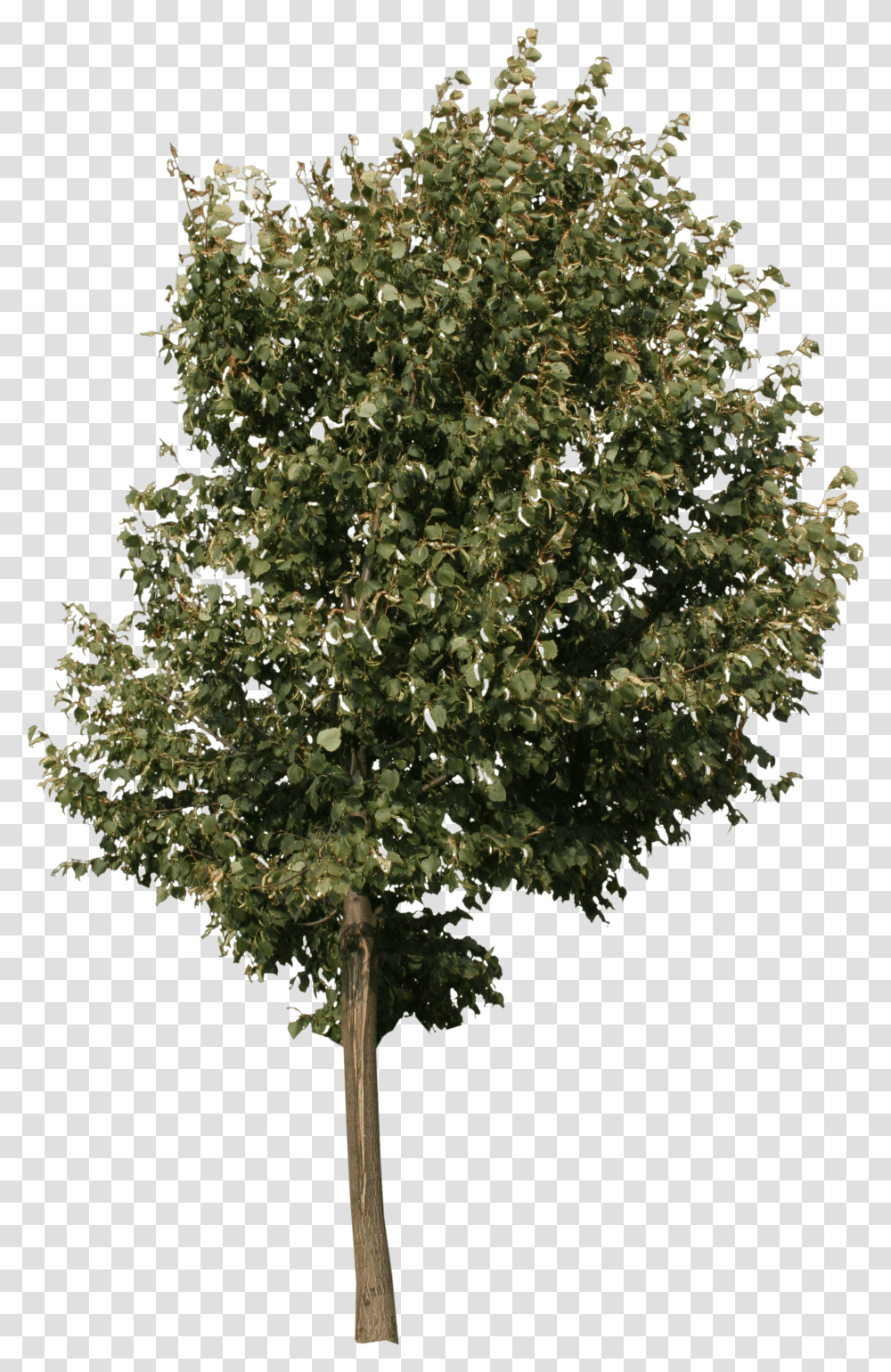 Small City Tree Transparent Png