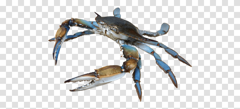 Small Crab, Seafood, Sea Life, Animal, King Crab Transparent Png